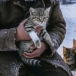 Трое браконьеров приехали за легкой наживой, уверенные, что старик-егерь им не помеха. Они забыли только одну деталь: в этих горах у человека есть союзник, у которого нет ни жалости, ни прощения 6859403294856789709869098 (1)